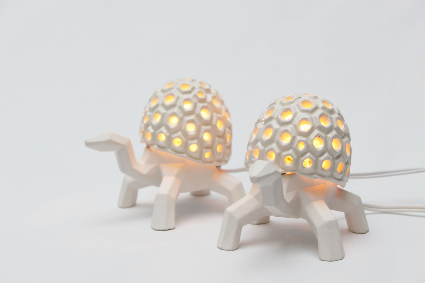 Casiopea la tortuga